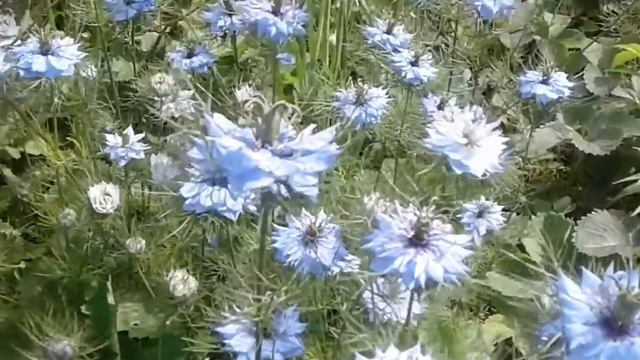 Черный тмин прекрасный лекарственный цветок . Black cumin is a medicinal beautiful flower. смотреть онлайн