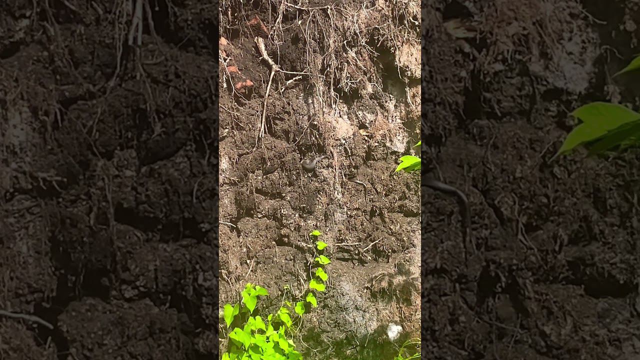 Нашел змеиную шкуру и хозяйка была неподалеку ! смотреть онлайн