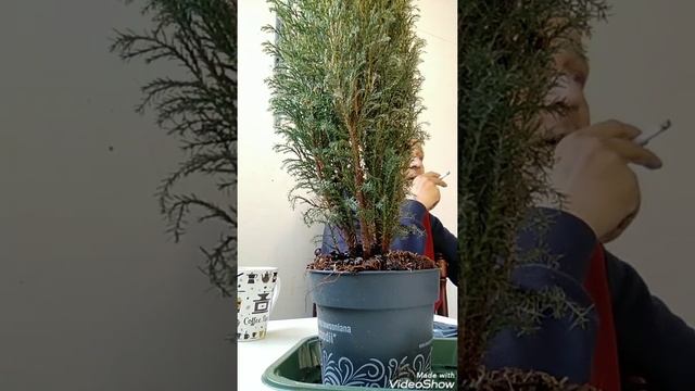 День Труда 2022 / Vappu смотреть онлайн