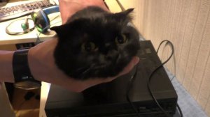 Panasonic NV P04REE - первый осмотр после после покупки.