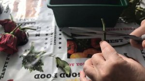 Укоренение розы из букета