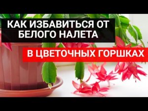 Как избавиться от плесени на земле_ Плесень и белый налёт в горшках комнатных растений.