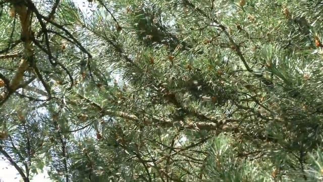 И такое может случиться при роении пчел смотреть онлайн