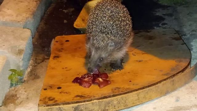 Ёжик кушает*дикие ежи совсем страх потеряли ) смотреть онлайн