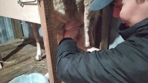 Сложно ли подоить молочную овечку. Ручная дойка овцы.