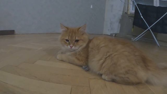 Котенок из приюта спустя месяц. Kitten from the shelter a month later. funny cats смотреть онлайн
