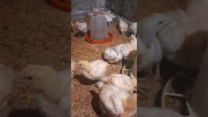 Ошибки при заведение кур несушек. С чего начать