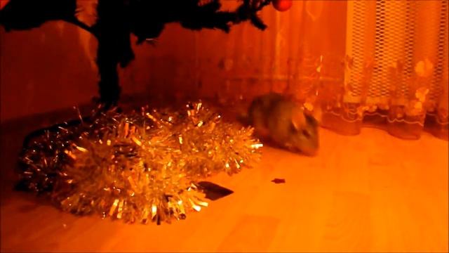 Побег шиншилл из клетки смотреть онлайн