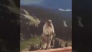 Дикий бобер орёт 10 часов