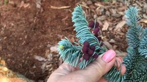 Пихта Процера Глаука Прострата/ Abies procera Glauca Prostrata
