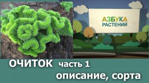 ч.1 Очитки_описание_сорта.mp4
