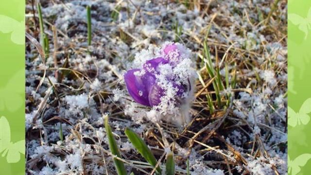 Живица и старинные рецепты Кедрового мира 2013 02 08 221154 смотреть онлайн