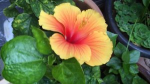 Living my Life Beautiful as Blooming Orange Hibiscus Flowers