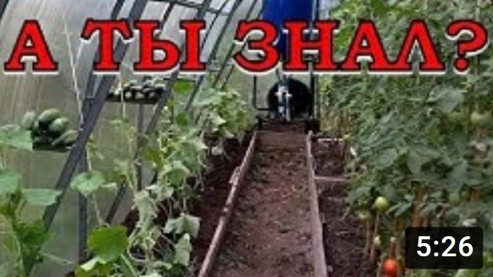Омолаживаем ОГУРЦЫ: приспускаем плети!???