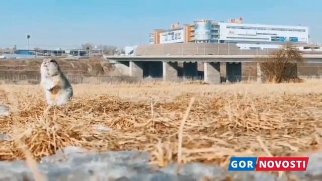 Суслики просыпаются на острове Татышев в Красноярске смотреть онлайн