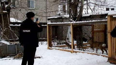 ЖИВОДЁРЫ в МОМРОиР