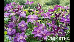 ОПАСНЫЕ РАСТЕНИЯ ДЛЯ КРОЛИКОВ ОПАСНО ПОЛНЫЙ СПИСОК