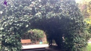 Крым. ЮБК. Мисхор. Долгая прогулка по парку... Запись от 20.11.23