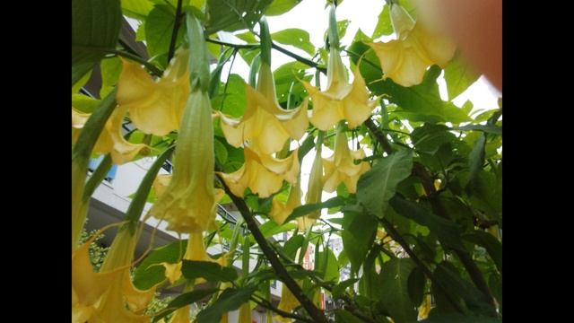 munhayze смотреть онлайн