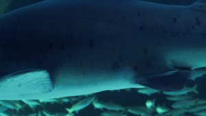 Подводный мир под красивую музыку