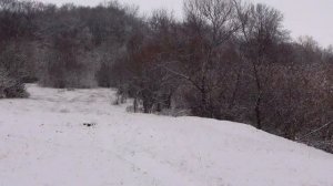 ЧЕЧНЯ Звуки Зимнего леса Пение птиц для расслабления и сна 2022