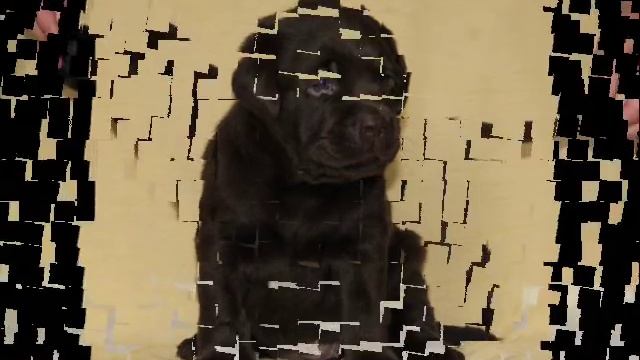 Щенки Лабрадора шоколадного окраса! Продаются! смотреть онлайн