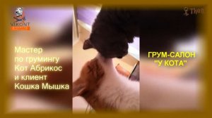 Грум салон "У Кота"