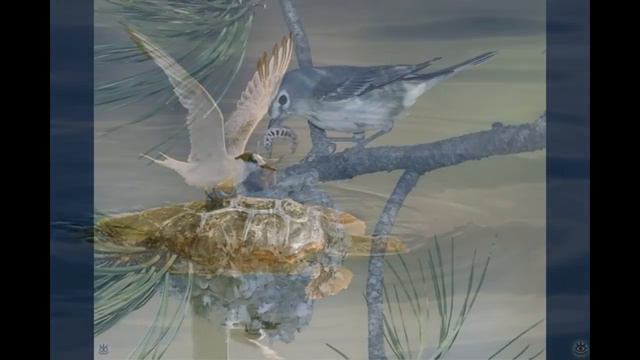 Красота дикой и прирученной природы-The beauty of wild and tamed nature смотреть онлайн