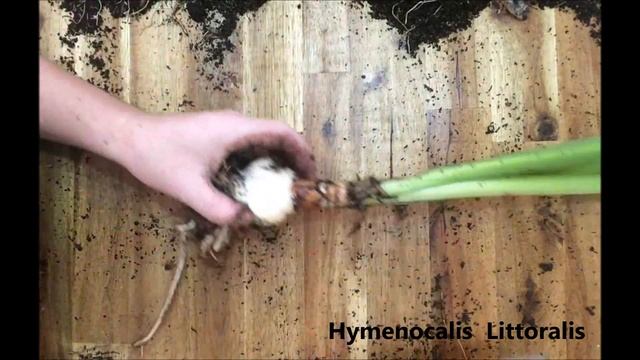 How to propagate and divide your Spider lilies (Hymenocalis Littoralis) смотреть онлайн
