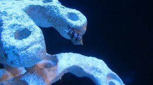 Успешное созревание морского аквариума. 1 неделя после запуска. Что изменилось? Моллюски-помощники.