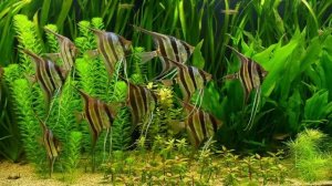 СКАЛЯРИЯ|уход и содержание