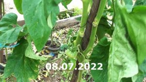 Томат Дитя Джулии розово плодный крупный, но малоурожайный посредственный