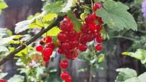 Пылай по забокам смородина!