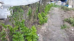 Правильные сидераты для осени. Инструкция по овсу