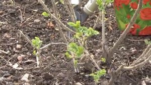 Зеленый сад фильм № 206 " Лук. Томаты, перцы. Розы" от 04.06.2016г. г.Хабаровск (zeleniisad.ru)