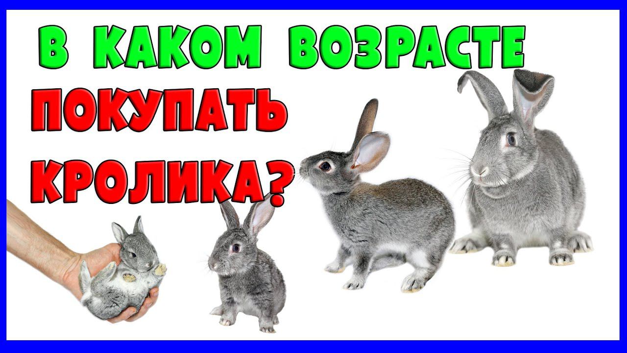В КАКОМ ВОЗРАСТЕ ПОКУПАТЬ КРОЛИКА?