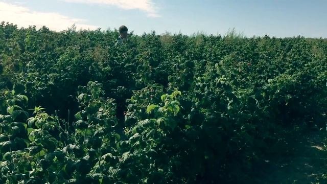 Ягідники Вінничини, урожай ремнотантної малини 28.08.2017 сорт Зюгана (батьків сад )