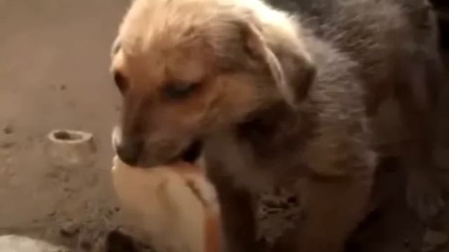 К СЛЕЗАМ... Щенок делится хлебом с спасателями, просит о помощи. смотреть онлайн