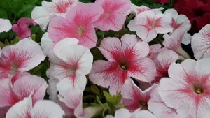 САМЫЕ КРАСИВЫЕ СОРТА ПЕТУНИИ?♂️ГДЕ КУПИТЬ и заказать семена петунии