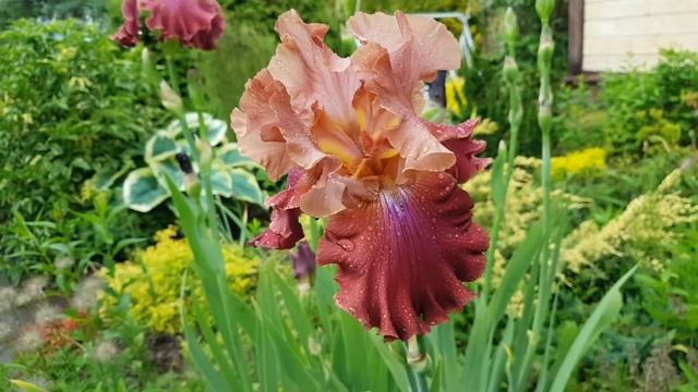 ИРИС БОРОДАТЫЙ ДИЗАЙНЕР смотреть онлайн