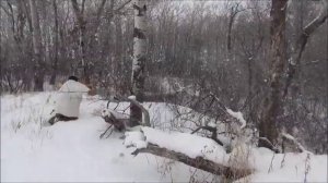 Охота на койотов в январе 2014. Канада.