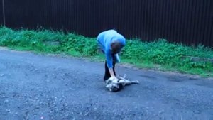 Как правильно играть со щенком