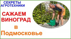 Посадка винограда в Подмосковье. Вот сейчас пора! Чем проще, тем лучше.