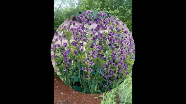 БАПТИЗИЯ (BAPTISIA) сем. Бобовые смотреть онлайн