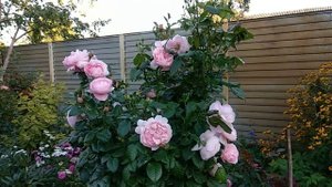 Розы. Такие разные розовые розы. Августа Луиза , Строберри Хилл