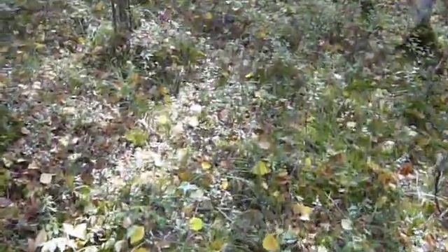Ориентирование по природным признакам (пойма)