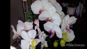 #differentkindsoforchids #phalaenopsis #collectionsoforchids #beautifulpicturesoforchids #orchids