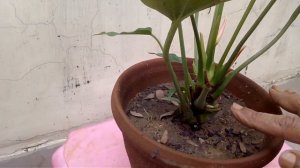 How to grow ANTHURIUMS plants care and tips // All about Anthurium plants in (Hindi and Urdu)