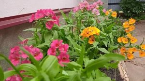 Немезия во всей красе!!!