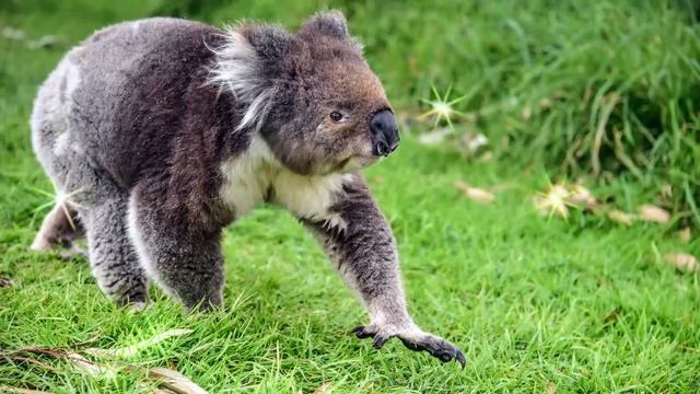 Interesting Facts about Koalas - Animal Videos for Students and School Education